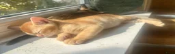 Burmese cats for sale: Cuddly Cream boy & Two beautiful Black Torties - Advert 14