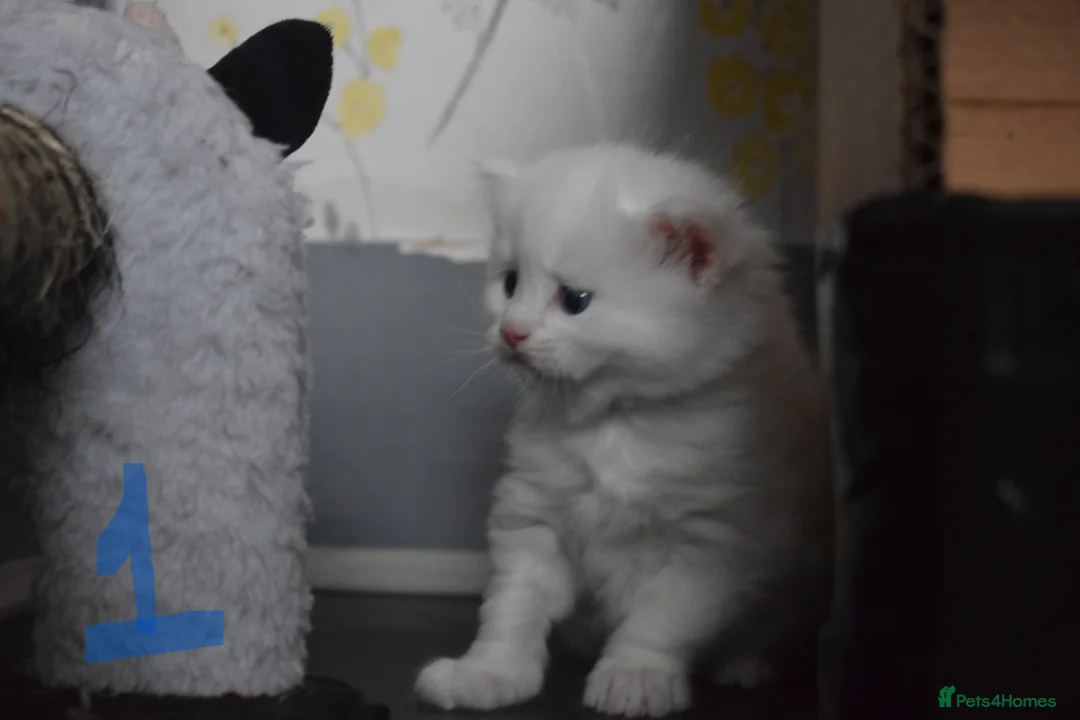 Mixed Breed cats for sale: Fluffy half ragdoll kittens available for sale - Advert 5