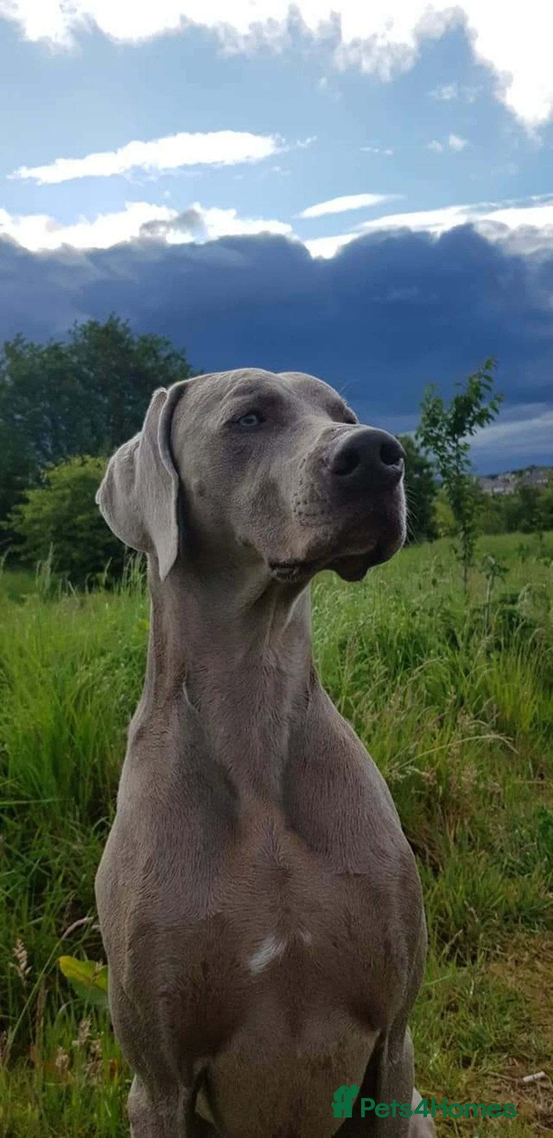 Weimaraner dogs for stud: AMERICAN BOY Gray Arrow - STUD in Edinburgh - Advert 7