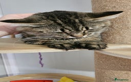 Domestic Shorthair cats for sale: Cat for Adoption  - Image 4