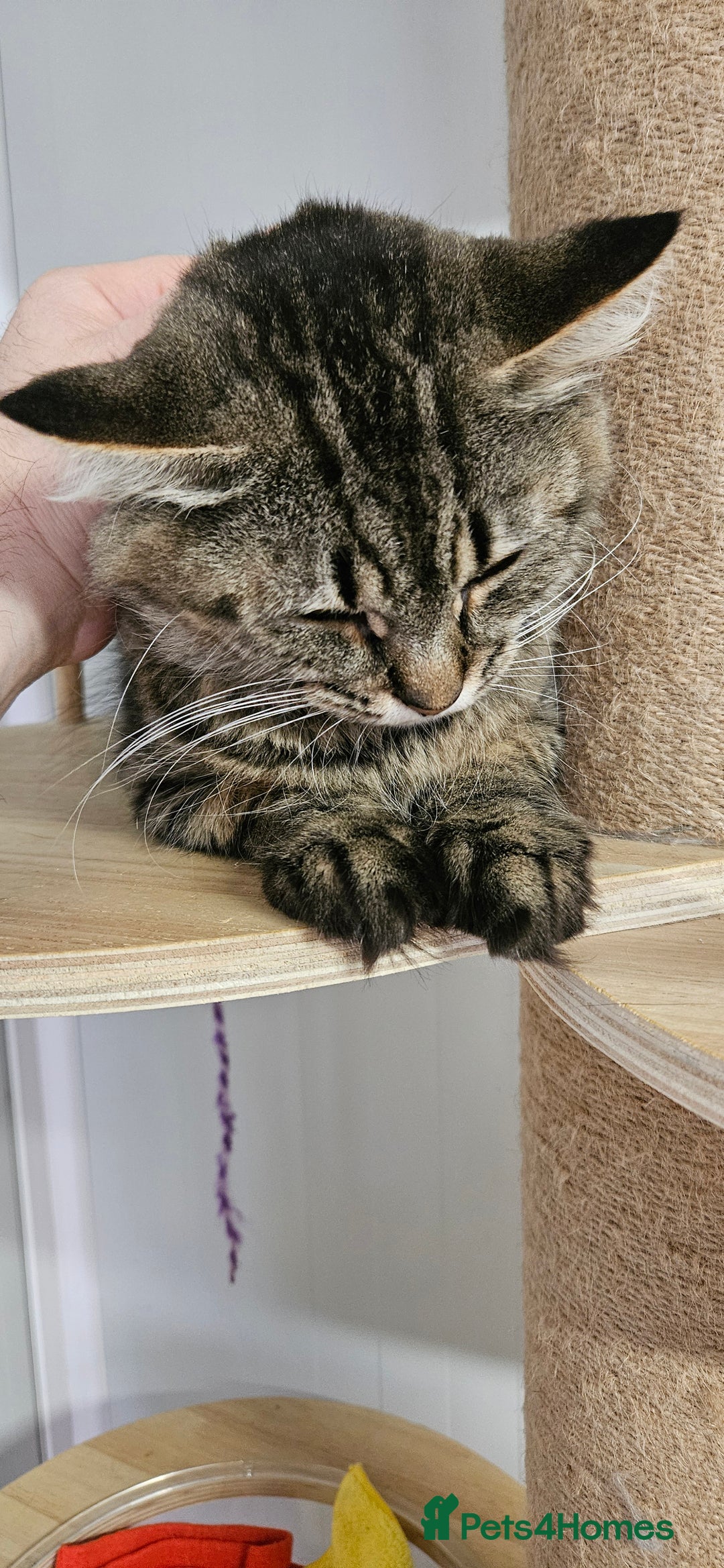 Domestic Shorthair cats for sale: Cat for Adoption  - Image 4