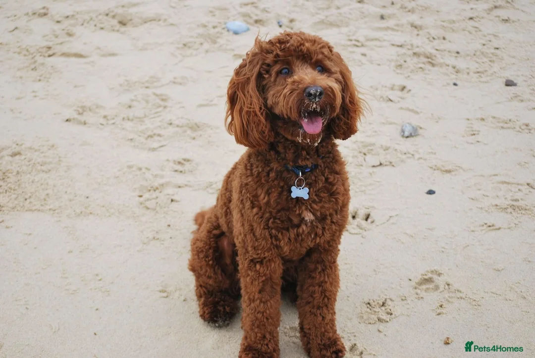 Cockapoo dogs for stud: Stunning Cockapoo For Stud in King's Lynn - Advert 2