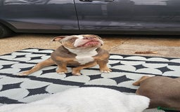 Mixed Breed dogs for sale: The tale of 2 sisters - Image 3