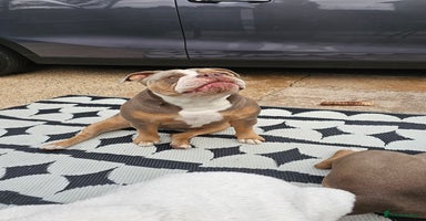 Mixed Breed dogs - Advert 9