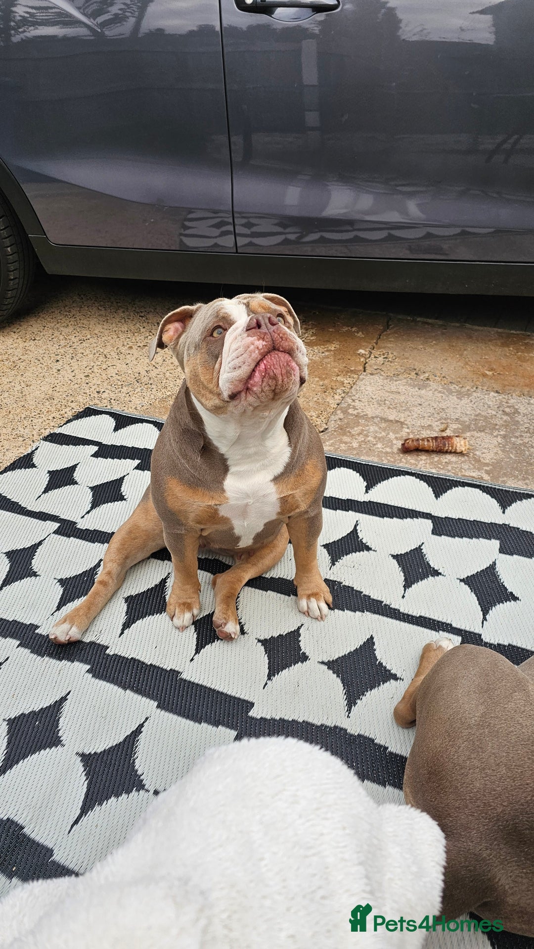 Mixed Breed dogs for sale: The tale of 2 sisters - Image 3