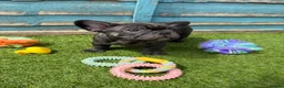 French Bulldog dogs for sale: 5 frenchbull dog puppes - Advert 8