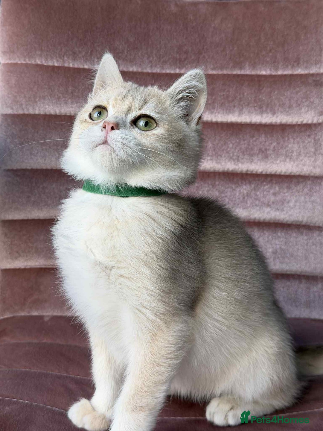 British Shorthair cats for sale: Stunning BSH golden/silver Kittens TICA - Advert 27