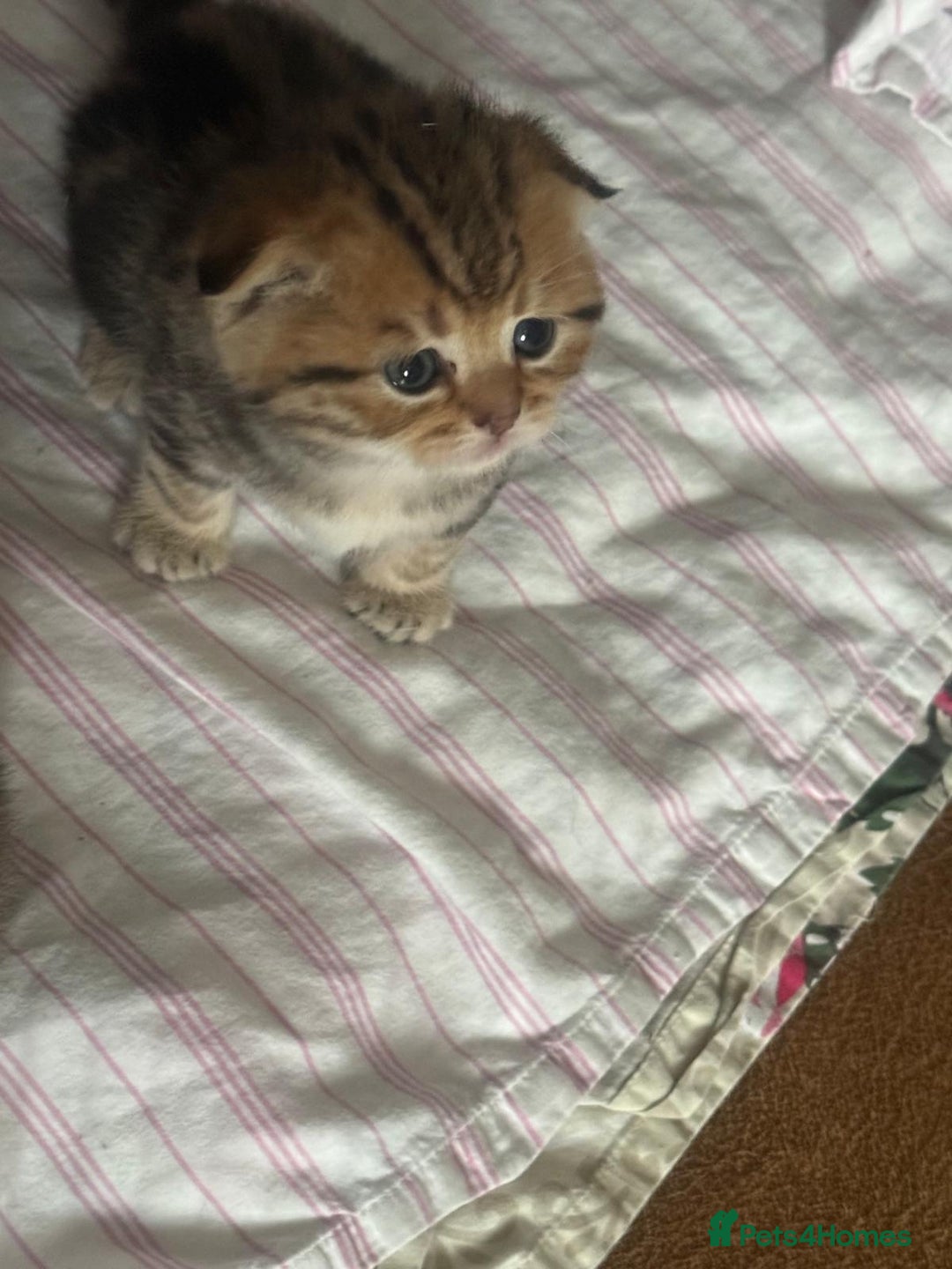 British Shorthair cats for sale: 🥰Beautiful kittens with rare colouring🥰 - Image 38
