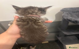 Bengal cats for sale: 7 bengal cross kittens  - Image 16