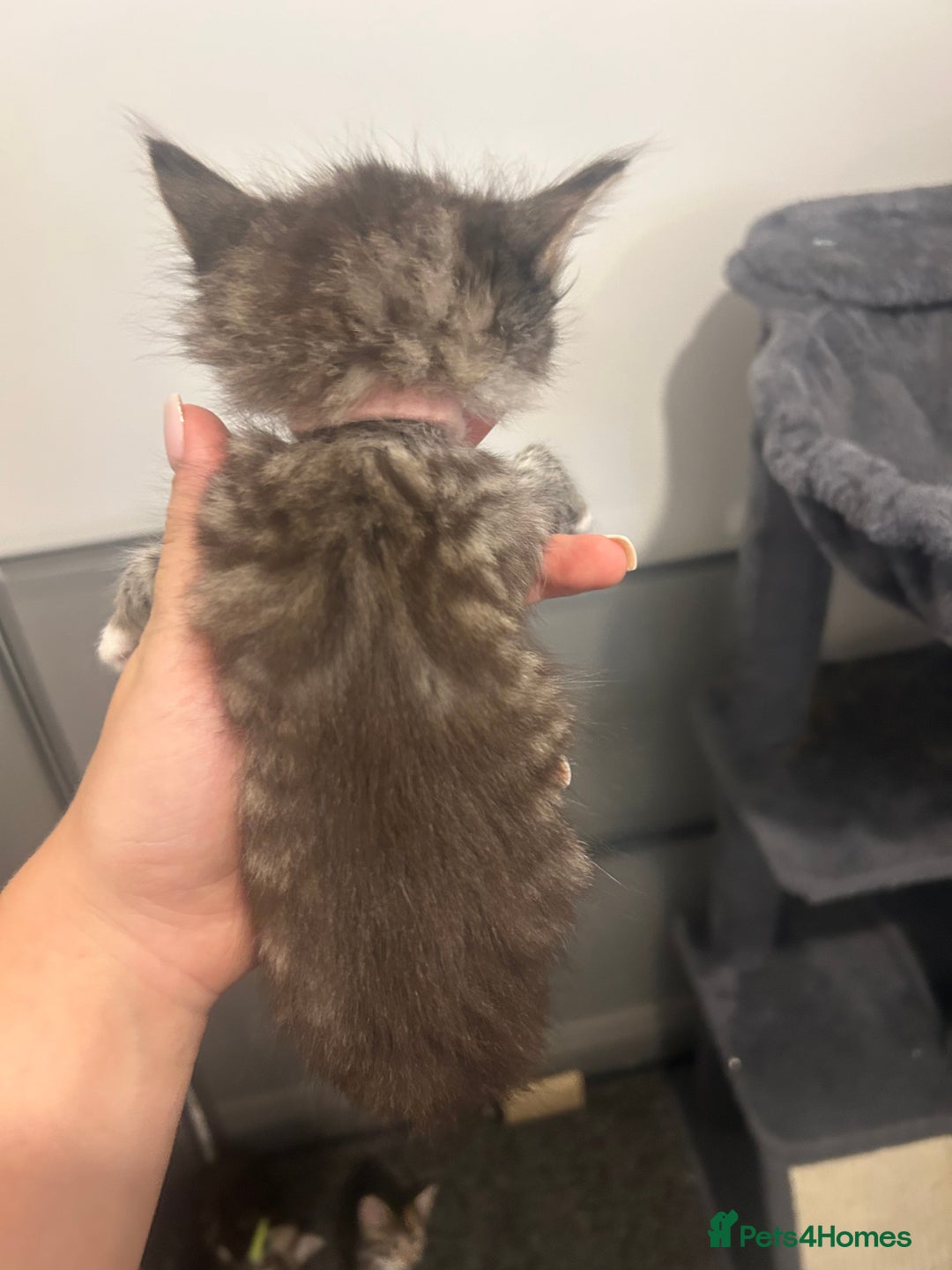 Bengal cats for sale: 7 bengal cross kittens  - Image 16