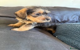 Dachshund dogs for sale: Wire haired dachshund puppies  - Advert 7