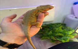 Bearded Dragon reptiles for sale: Bearded Dragon Babies INC RED MONSTERS - Image 11