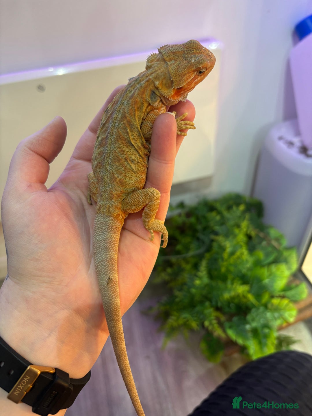 Bearded Dragon reptiles for sale: Bearded Dragon Babies INC RED MONSTERS - Image 11