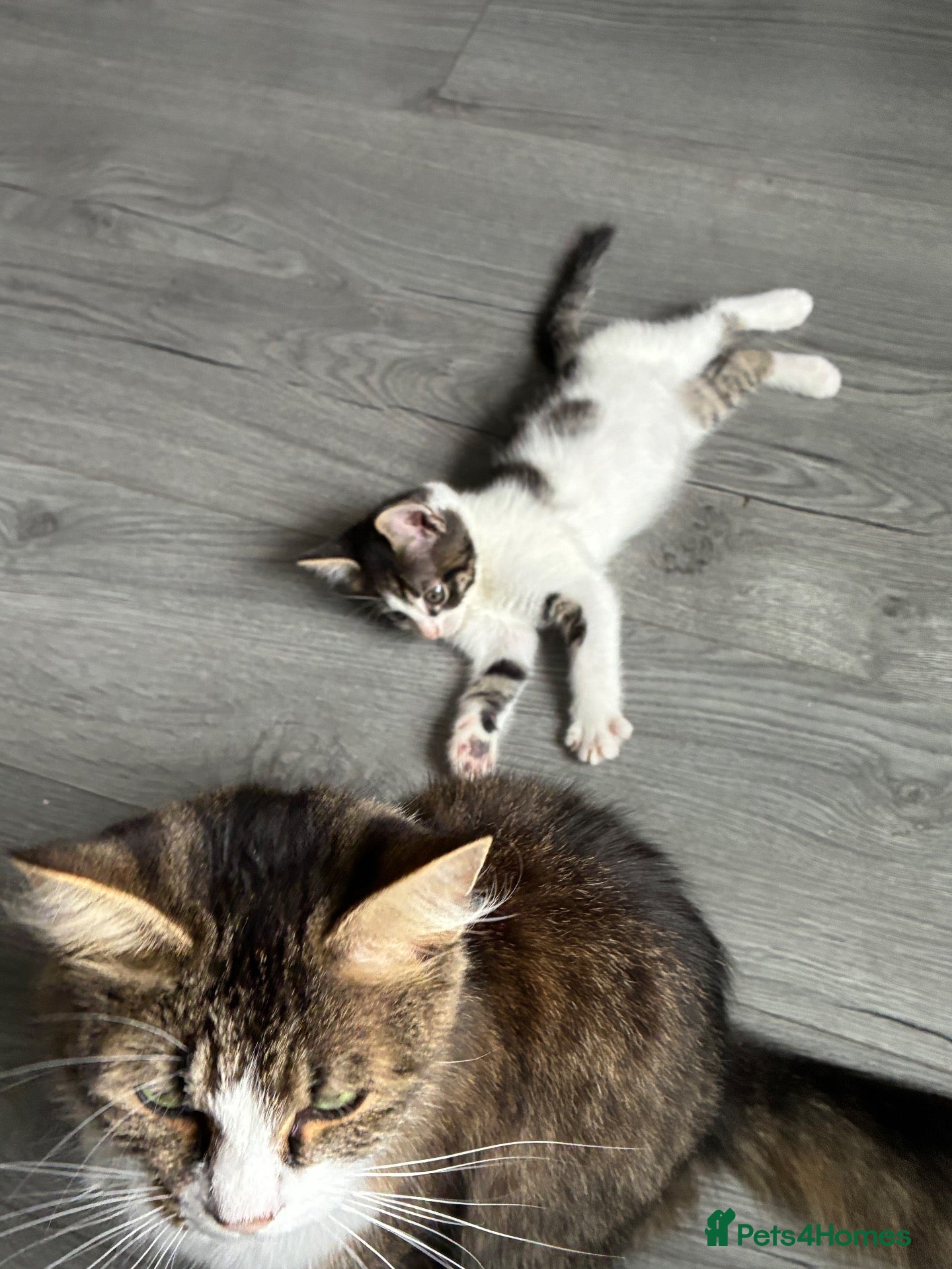 Mixed Breed cats Small fluffy kittens for sale - Advert 1