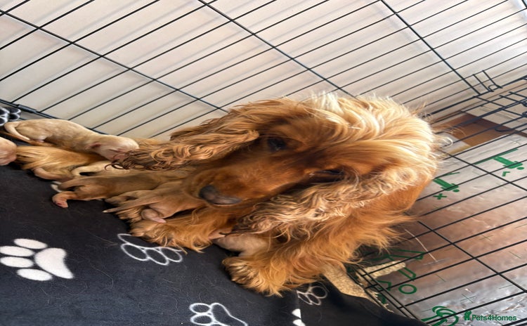 Cocker Spaniel dogs - Advert 13