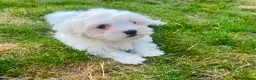 Maltese dogs for sale: Maltese puppies in Coventry - Advert 2