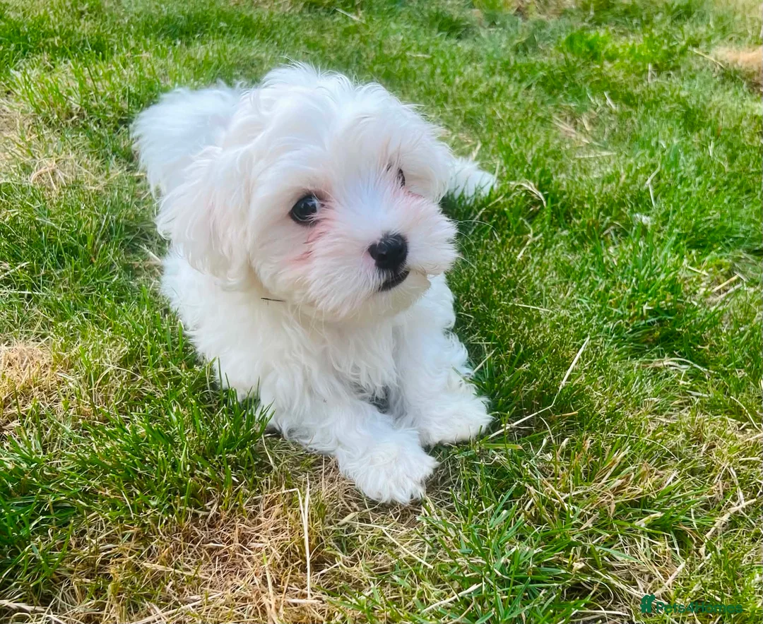 Maltese dogs for sale: Maltese puppies in Coventry - Advert 2