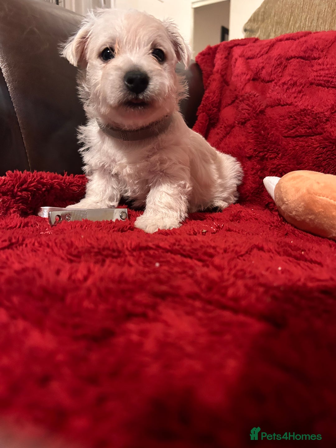 West Highland Terrier dogs for sale: West highland puppies - Advert 35