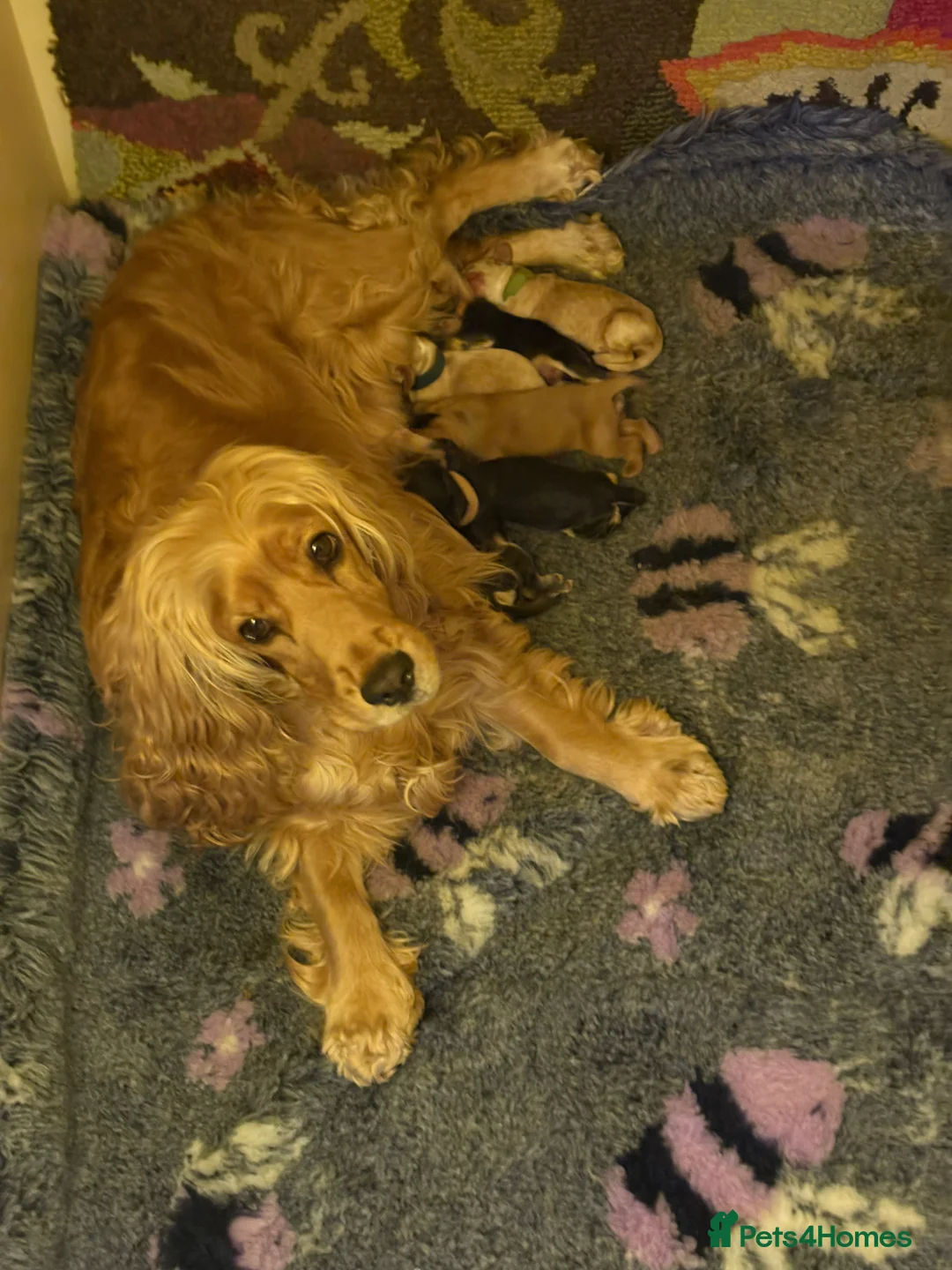 Cocker Spaniel dogs for sale: Last cocker spaniel puppy boy for sale  in Lincoln - Advert 2