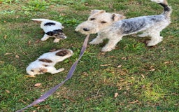 Fox Terrier dogs for sale: Fox Terrier puppies for sale - 07704995261 - Image 25