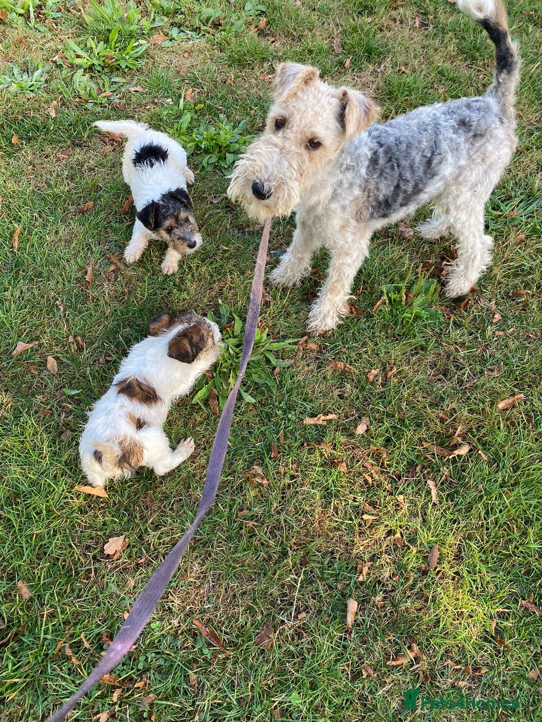 Fox Terrier dogs for sale: Fox Terrier puppies for sale - 07704995261 - Image 25