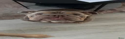 English Bulldog dogs for sale: English Bulldog  in Bristol - Advert 6