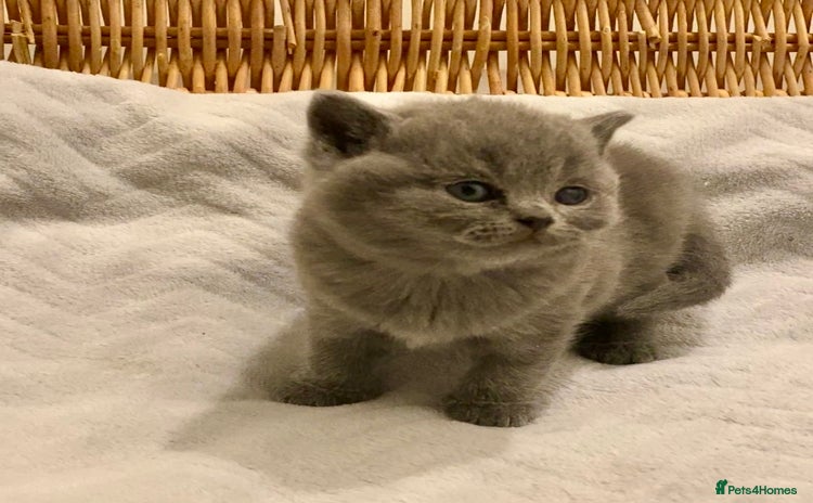 British Shorthair cats - Advert 4
