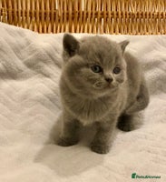 British Shorthair cats - Advert 9