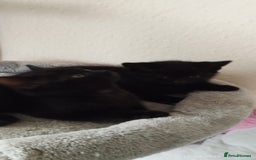 British Shorthair cats for sale: Rare Chocolate & Black Kittens – Ready Now 🐾 - Image 18