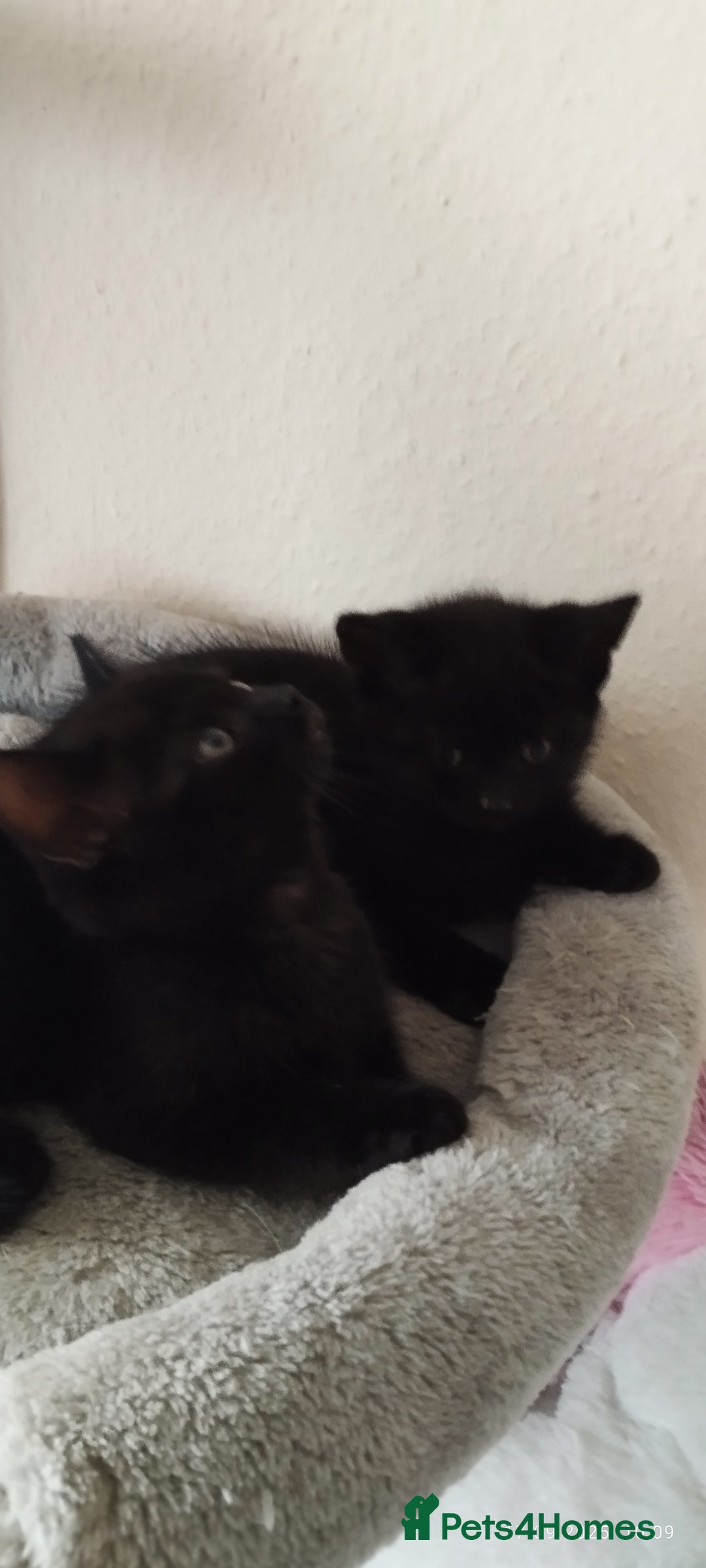 British Shorthair cats for sale: Rare Chocolate & Black Kittens – Ready Now 🐾 - Image 18