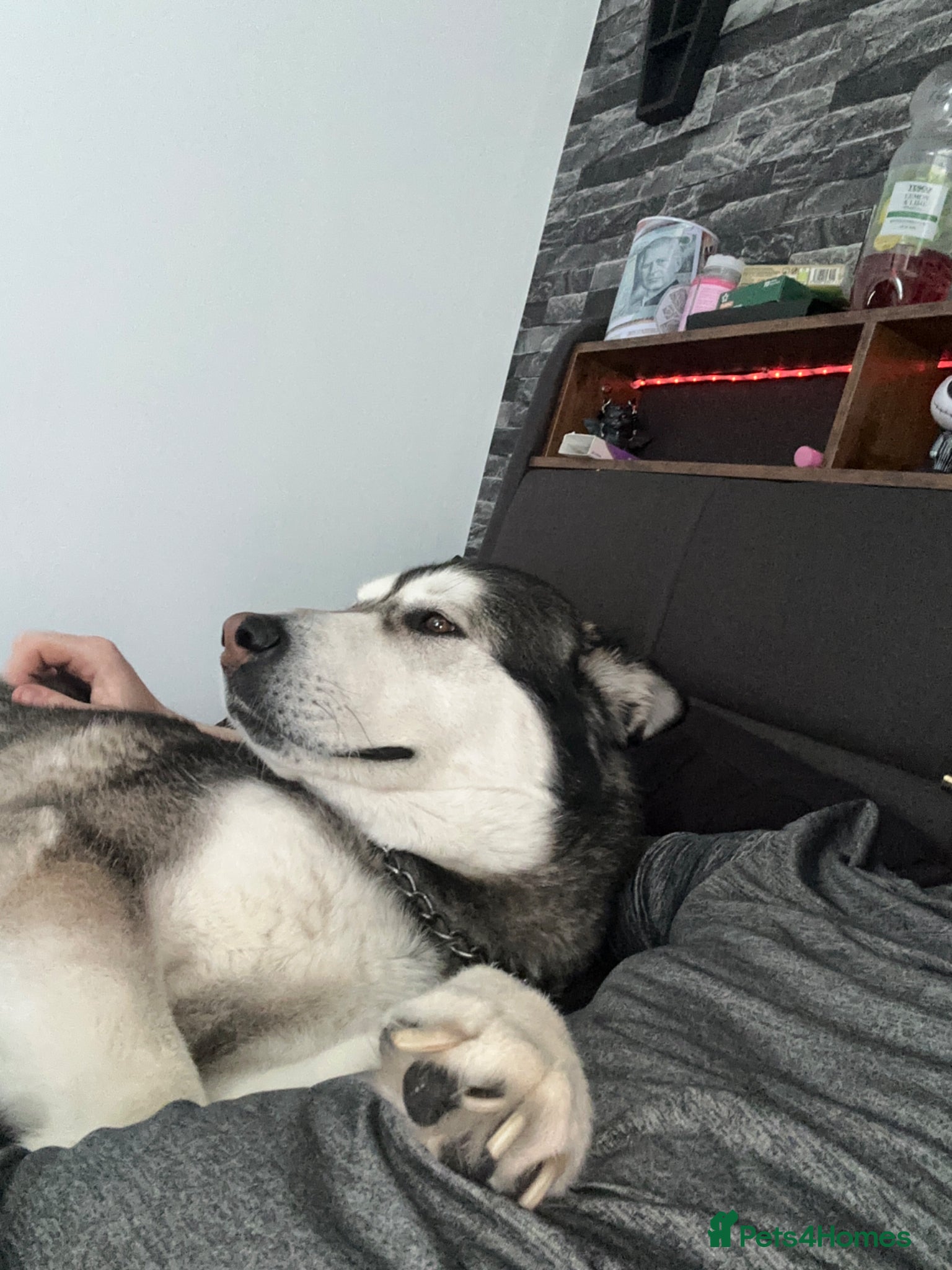 Mixed Breed dogs Alaskan malamute - Advert 3