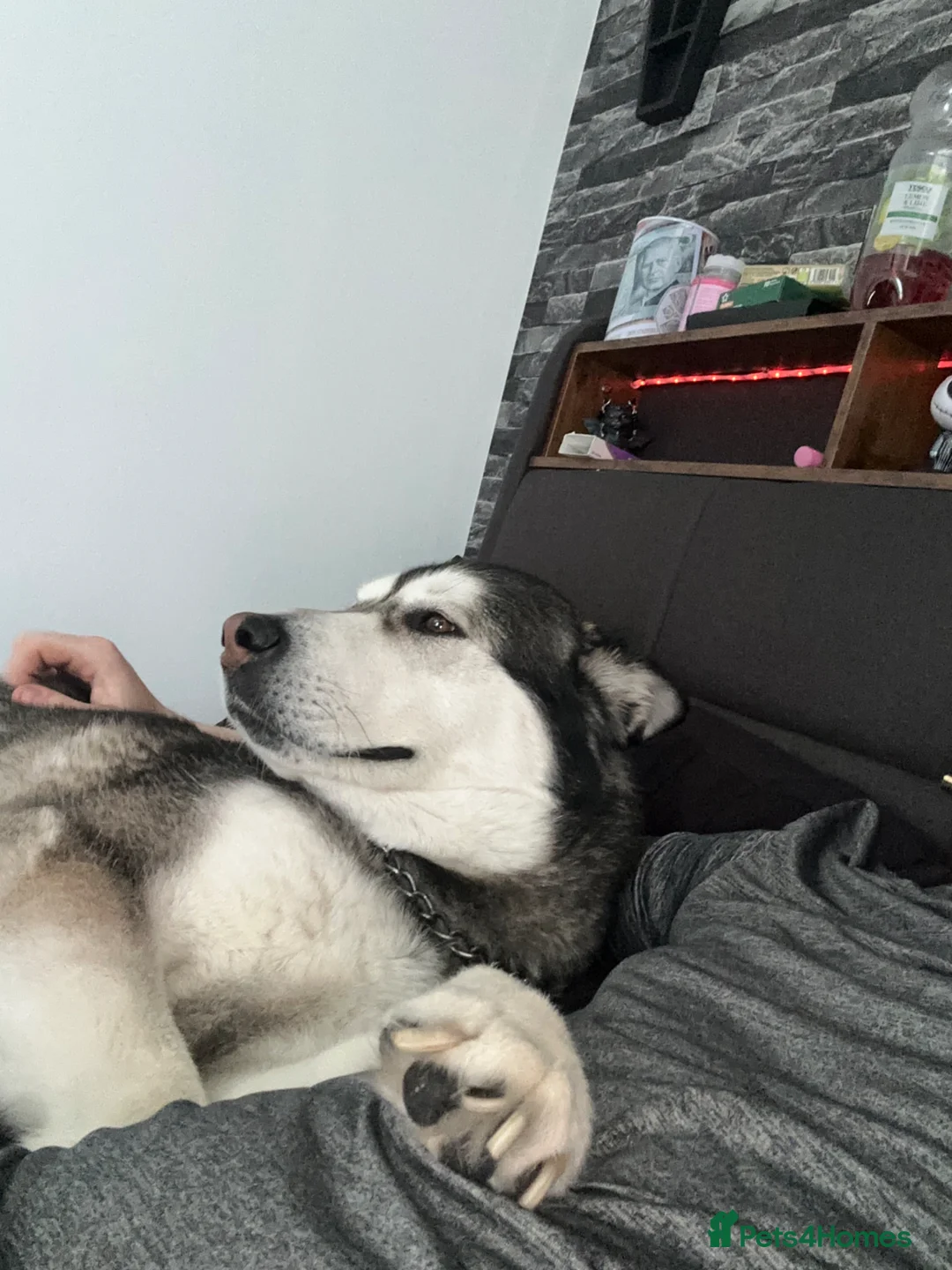 Mixed Breed dogs for sale: Alaskan malamute - Advert 1