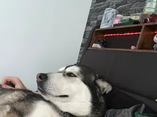 Mixed Breed dogs Alaskan malamute - Advert 1