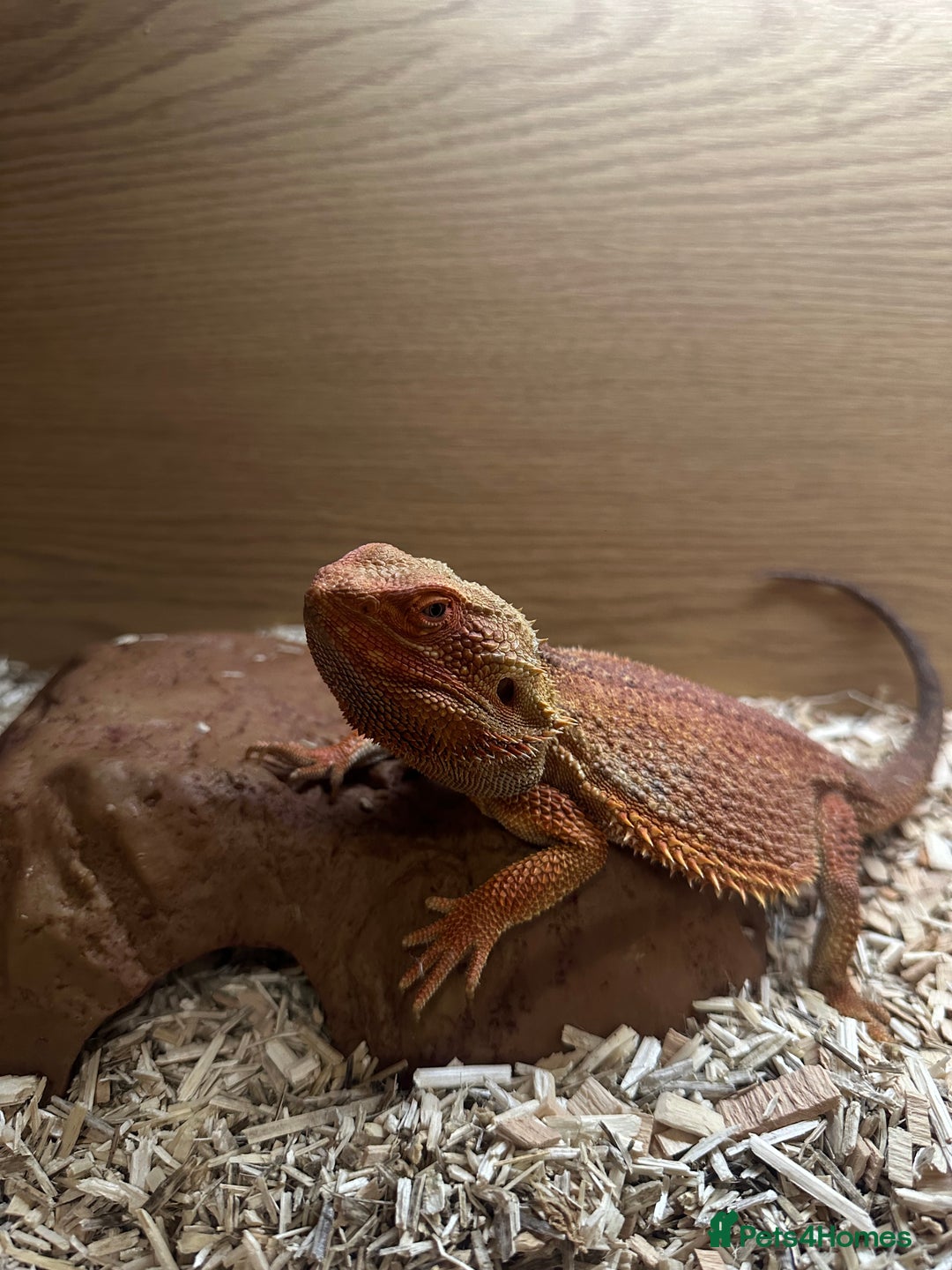 Bearded Dragon reptiles for sale: 2 year old male bearded dragon + cage - Advert 5