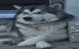 Alaskan Malamute dogs for sale: 🌟Beautiful pure malamutes💯 - Image 23