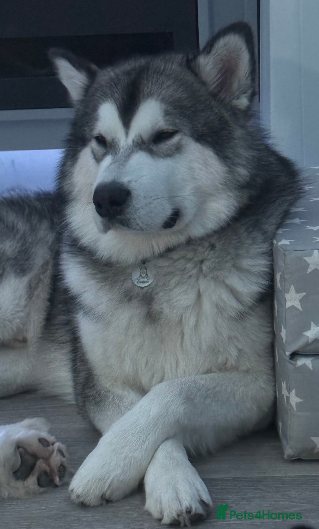 Alaskan Malamute dogs for sale: 🌟Beautiful pure malamutes💯 - Image 23