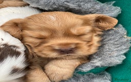 Cocker Spaniel dogs for sale: 🐾Gorgeous Cocker Spaniel Puppies 🐶🐾 - Image 4