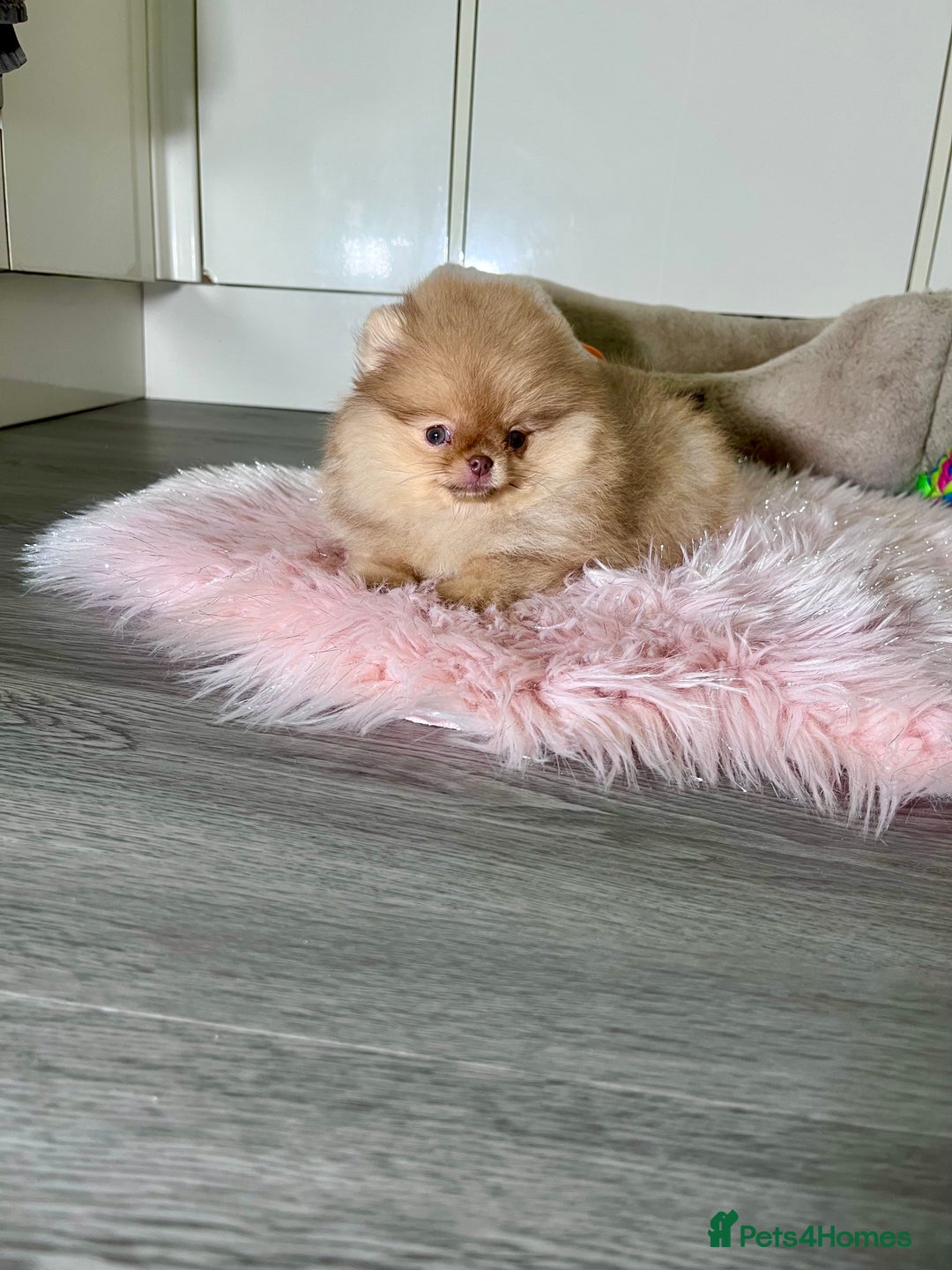 Pomeranian dogs for sale: 🐻Green eyed👁️Top Quality🔥 - Advert 14