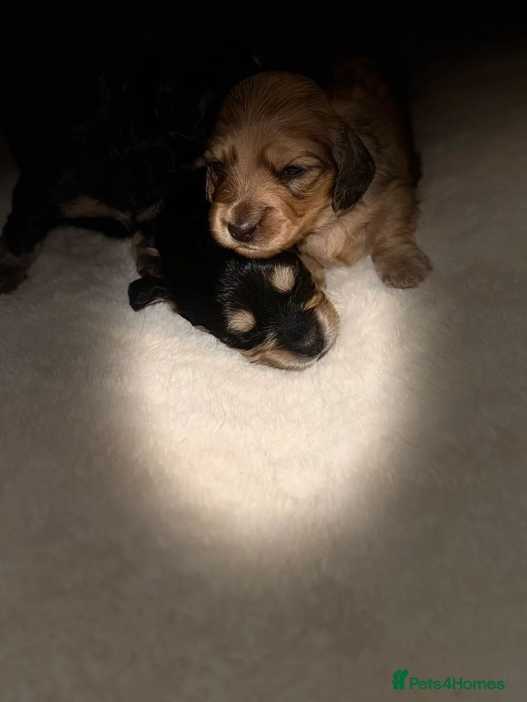 Miniature Dachshund dogs for sale: KC MINIATURE LONG HAIR PUPPYS, CREAM/BLACK & CREAM - Advert 10