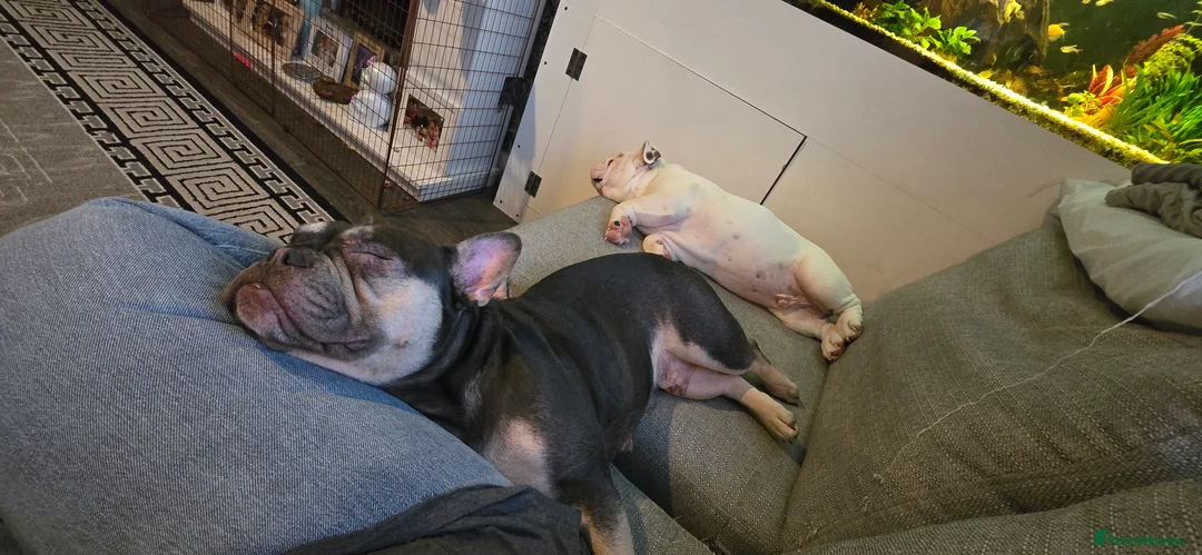 French Bulldog dogs for sale: French bulldog  - Advert 2