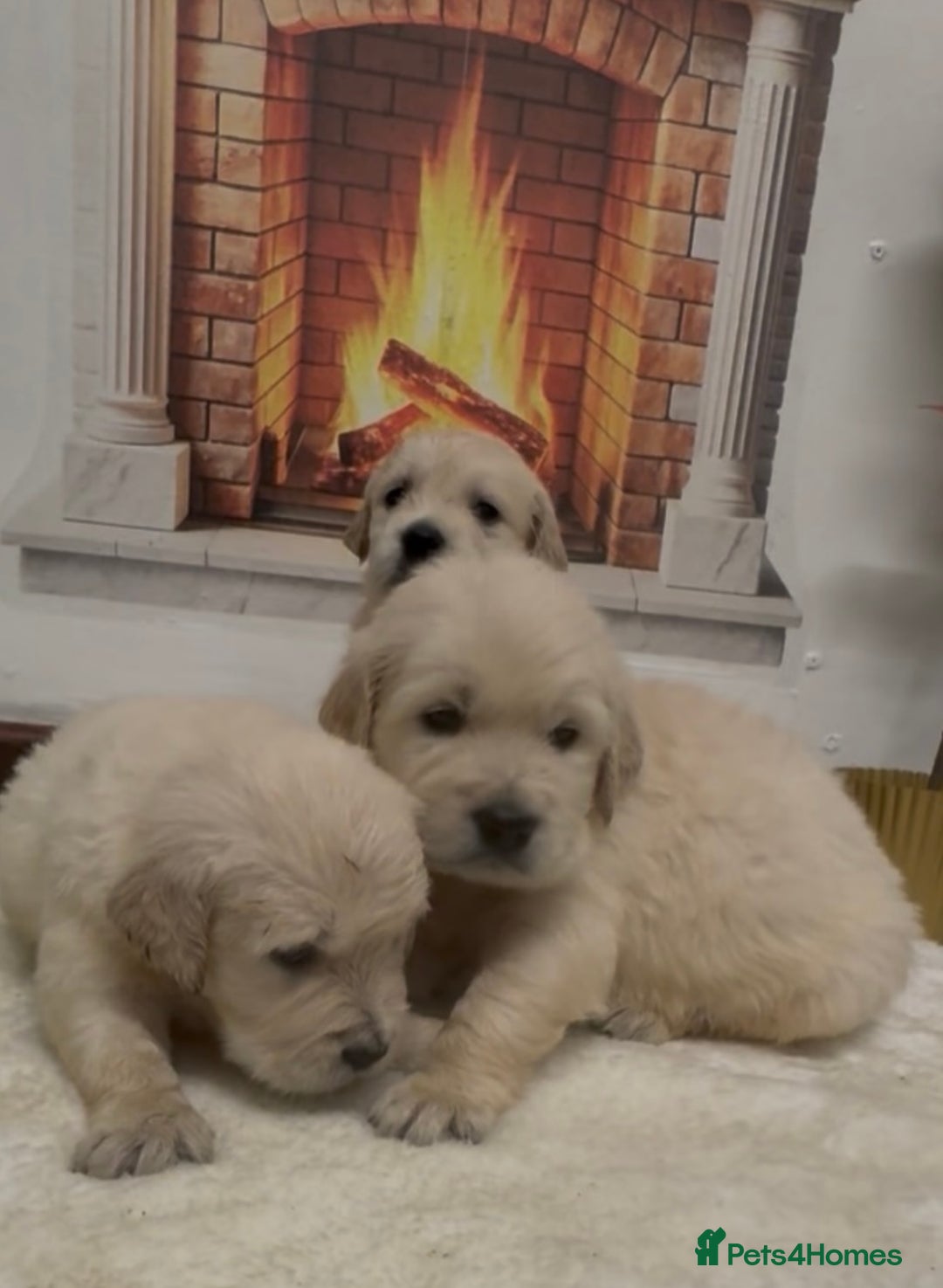 Golden Retriever dogs for sale: KC Golden Retriever Puppies for sale - Advert 14