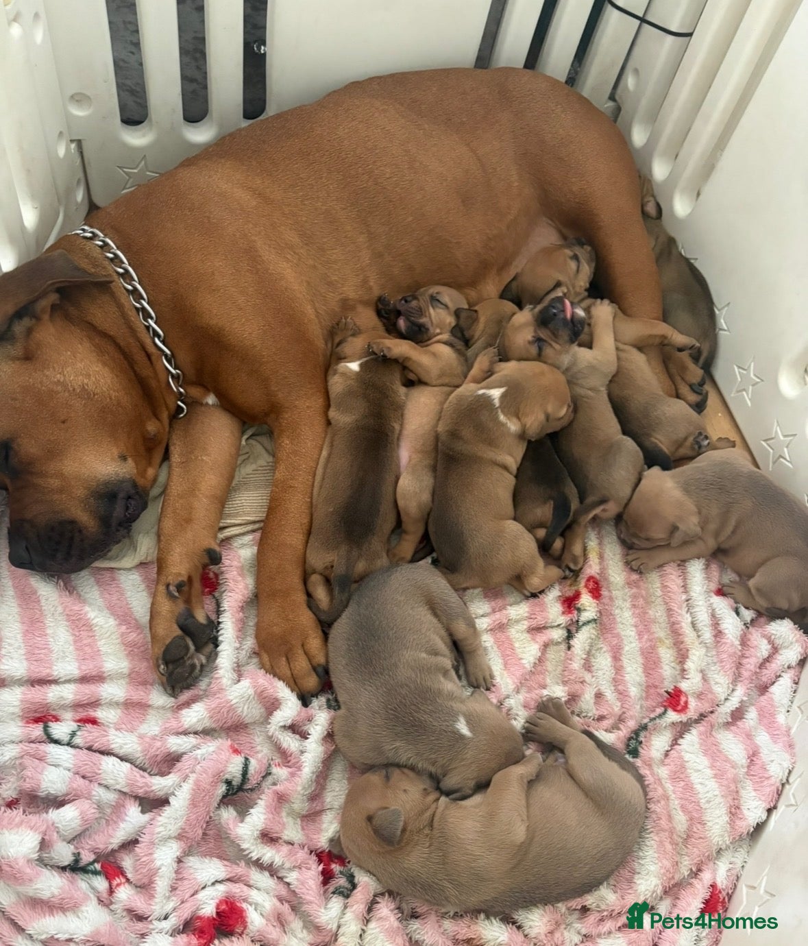 Mixed Breed dogs Mastiff x Olde English Buldogge  - Advert 1