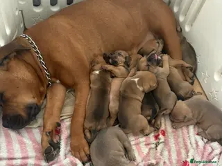 Mixed Breed dogs !Ready to leave!Mastiff x Olde English Buldogge - Advert 6