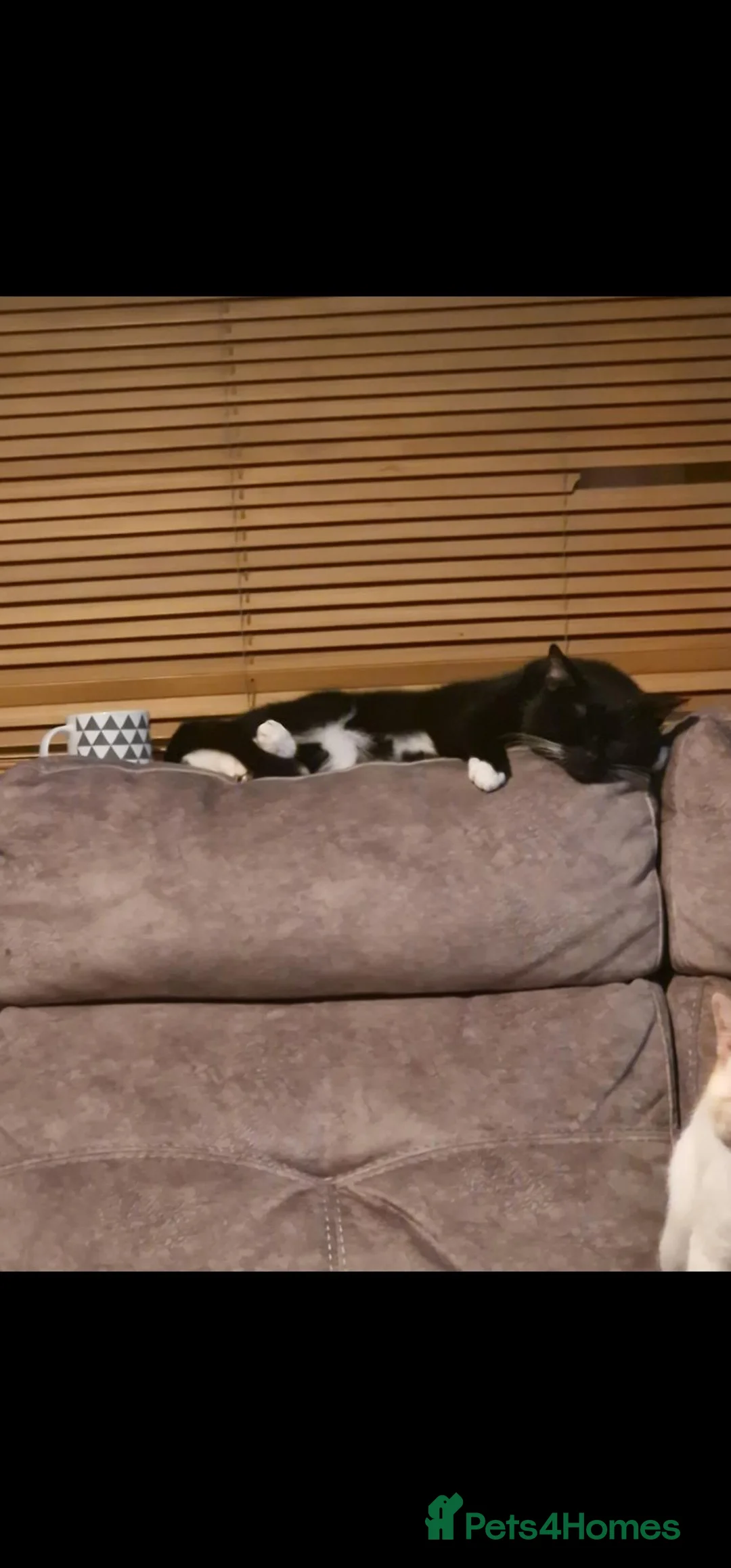 Mixed Breed cats for sale: Oreo male cat for sale - Advert 3