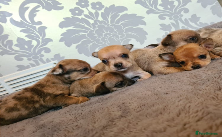 Chihuahua dogs - Advert 3