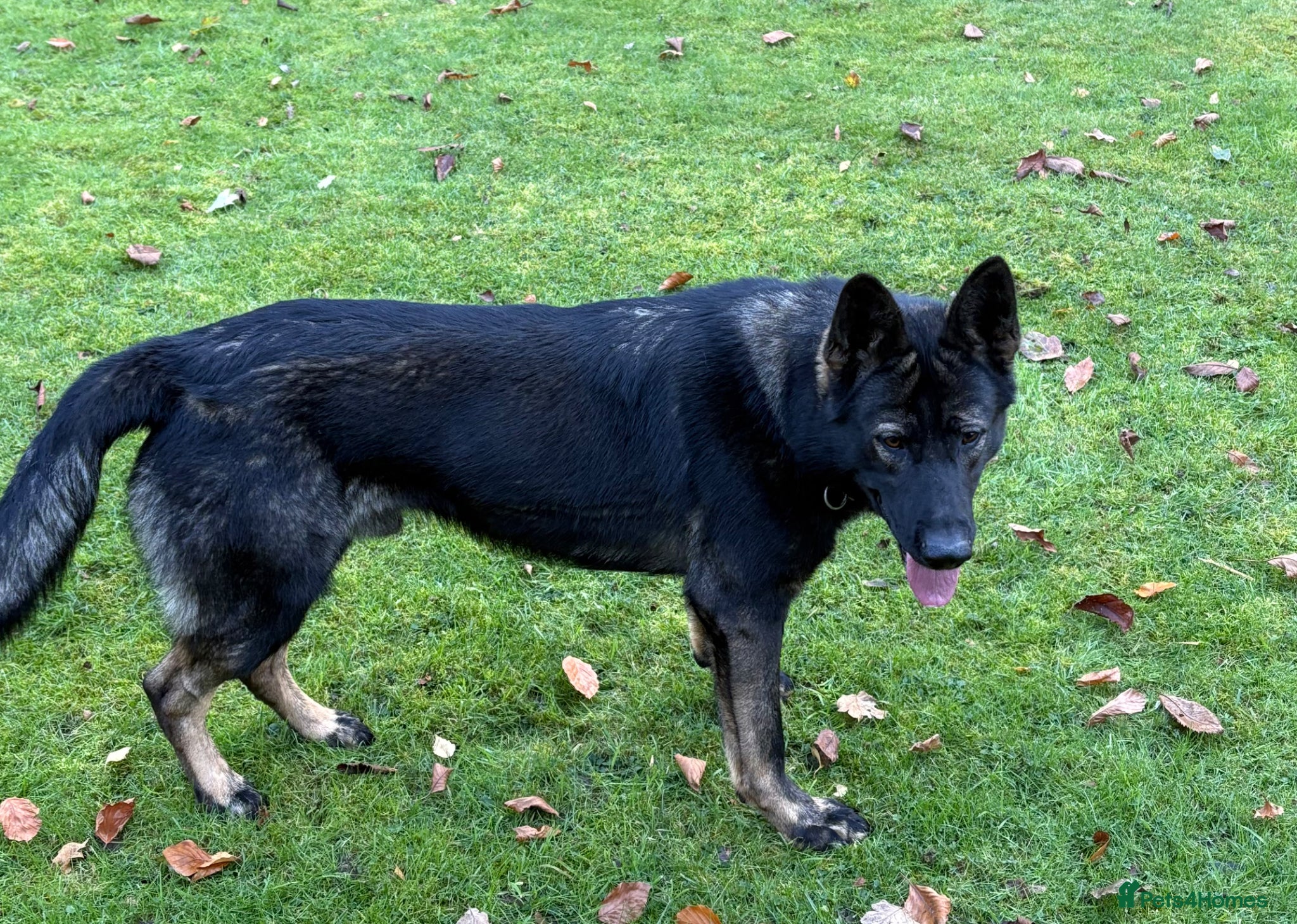 German Shepherd dogs KC REG Czech import  - Advert 1