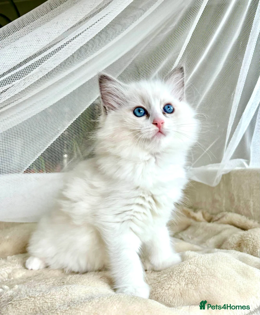 Ragdoll cats for stud: Blue point Ragdoll male for stud duty  in Purley - Advert 13