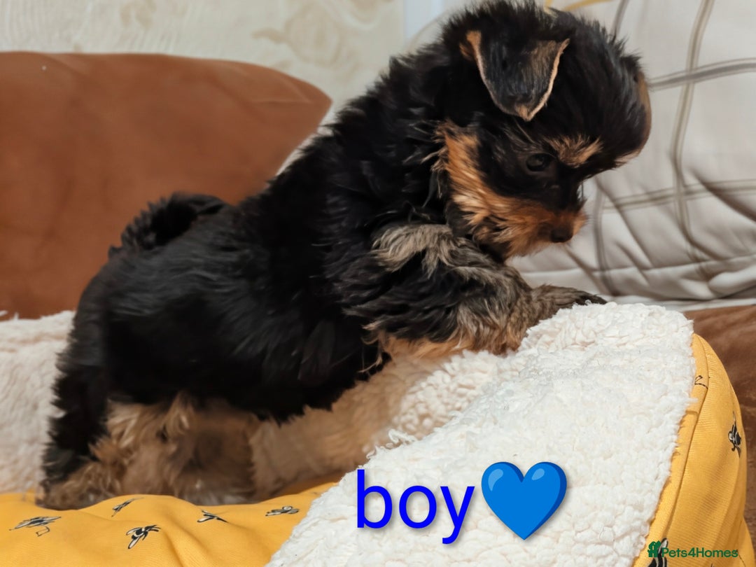 Yorkshire Terrier dogs for sale: Adorable Yorkshire terrier puppy available  - Advert 27