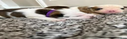 English Bulldog dogs for sale: 🔥READY NOW KC REG ENGLISH BULLDOG GIRL🔥 - Advert 19