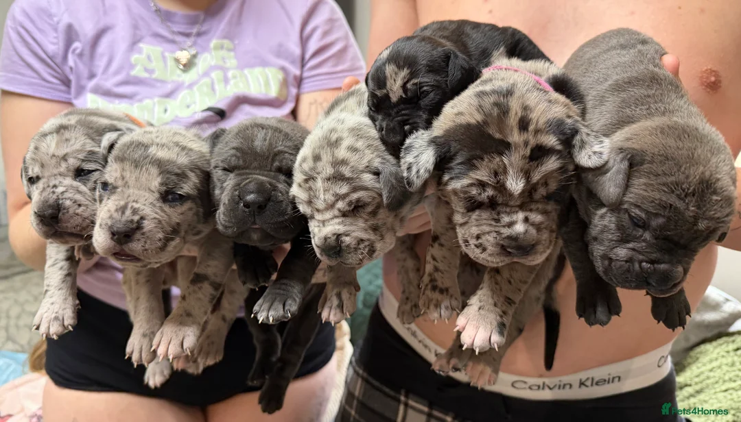Cane Corso dogs for sale: Nearly ready * Beautiful chunky Cane Corso litter* - Advert 16
